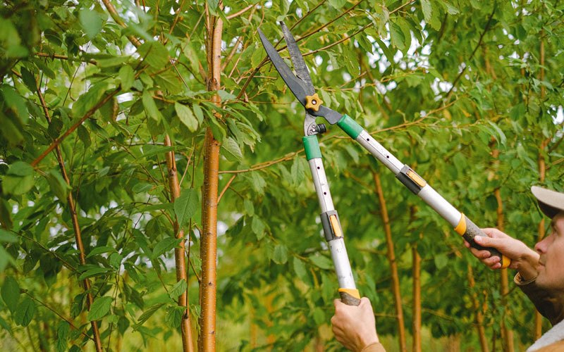 Tree trimming in Schofield, WI